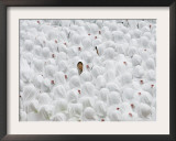 Students Participate in the 500 Days Countdown Ceremony for the 2008 Beijing Olympics in Hong Kong Framed Photographic Print