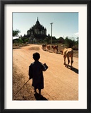 A Young Burmese Boy Tends His Family's Cows Near the Thatbinnyu Temple Framed Photographic Print