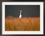 A Great Egret Sits on Top of a Dead Tree Framed Photographic Print