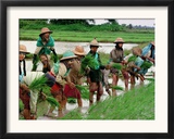 Burmese Women Plant Rice at the Beginning of the Monsoon Season Framed Photographic Print