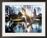 Doves are Seen on a Small Lake in Timmendorfer Strand, Northern Germany Framed Photographic Print