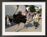 Running with an Ostrich in the Streets of Northern Spain, Imitating the Famous Running of the Bulls Framed Photographic Print