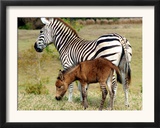 A Female Zebra Named Allison Frolicking with Her Foal Framed Photographic Print