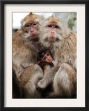 Crab-Eating Macaques Huddle Together to Fend Off Cold Front Lingering over Taiwan as a Young Feeds Framed Photographic Print