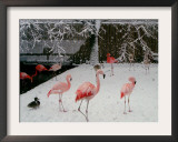 A Flock of Caribbean Flamingos Stand Together Framed Photographic Print