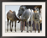 Zebras in the Berlin Zoo Enjoys Bright Sunshine Framed Photographic Print