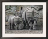 Rhinoceros and Her Youngster Hang Out in their Outdoor Enclosure at the Tierpark in Berlin Framed Photographic Print