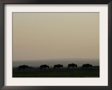 A Herd of Wildebeest Walk in Formation Framed Photographic Print