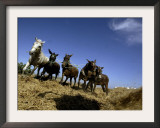Horses and Donkeys Trample on a Crop of Fava Beans Framed Photographic Print