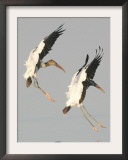 Pair of Wood Storks Come in for a Landing in the Flats of the St. Marks Wildlife Refuge Framed Photographic Print
