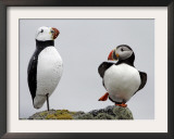 Atlantic Puffin Appears to Imitate a Decoy by Standing on One Leg, on Eastern Egg Rock, Maine Framed Photographic Print