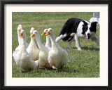 Shep, a Two-Year Old Border Collie, Herds Ducks Framed Photographic Print