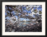 Cherry Blossoms Line the Tidal Basin Framed Photographic Print