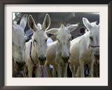 Egyptian Veterinian Ahmed Rostom, Center, Passes by a Line of Donkeys for Sale Framed Photographic Print by Hasan Jamali
