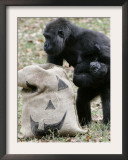 Sukari, an 8-Year-Old Mother Gorilla, Rummages Through a Trick or Treat Bag Framed Photographic Print by John Amis