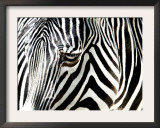 A Zebra at the Frankfurt Zoo Framed Photographic Print