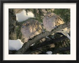 Two Mourning Doves Fluff up Their Feathers to Stay Warm Framed Photographic Print