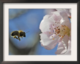 Bee Flies Towards the Blossom of an Almond Tree in a Park in Freiburg, Southern Germany Framed Photographic Print