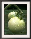 Raw Green Tomatoes are Tasty, But Astringent. Framed Photographic Print
