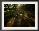 A Japanese Man Naps Among the Trees Inside Tokyo's Yoyogi Park Tuesday, June 27, 2006 Framed Photographic Print by David Guttenfelder