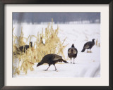 A Flock of Wild Turkey Pick Over a Corn Field in Williston, Vermont, Wednesday, March 5, 2003 Framed Photographic Print by Alden Pellett