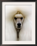 Mexico World Dog Show 2007 Framed Photographic Print by Eduardo Verdugo