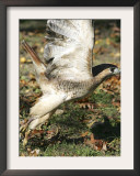 A Red-Tailed Hawk Takes Flight on Boston Common Framed Photographic Print