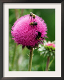 A Trio of Bees Explore a Giant Thistle Bloom on a Farm Near New Castle Framed Photographic Print