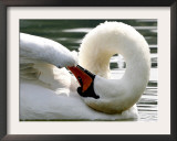 Swan on the river Rhine near Breisach, Germany Framed Photographic Print by Winfried Rothermel
