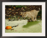 Asian Lion Cub Attempts to Retrieve a Pumpkin from the Pond at the London Zoo Framed Photographic Print