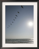 Pelicans Pass over Boca Chica, Texas Framed Photographic Print by Eric Gay