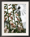 Chelsea Flower Show, London, England Framed Photographic Print by Sang Tan