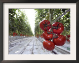 Tomato Greenhouse, Madison, Maine Framed Photographic Print by Robert F. Bukaty