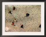 Pedestrian Footprints Dot the Street as Poeple Walk after a Heavy Snowfall in Moscow Framed Photographic Print