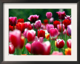 Rain Drops Twinkle on Blooming Tulips on a Field near Freiburg, Germany Framed Photographic Print by Winfried Rothermel