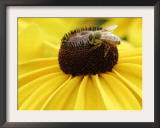 A Bee Collects Pollen from a Black-Eyed Susan Framed Photographic Print