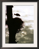A Stork Tends to its Nest Atop a Dead Tree as the Sun Rises Behind the Clouds Framed Photographic Print