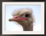 A Young Ostrich on a Farm in Neu Heinde Framed Photographic Print