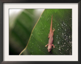 A Gecko Lizard Crawls Down a Plant Framed Photographic Print