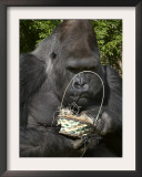 Male Lowland Gorilla with an Easter Basket Given to Him by His Keepers at the Cincinnati Zoo Framed Photographic Print