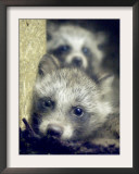 Two Raccoon Dog Pups Framed Photographic Print