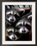 Three Young Raccoons Peer out of Their Nest at the Florida Wild Mammal Association Framed Photographic Print