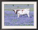 Longhorn Grazing on Bluebonnets, Midlothian, Texas Framed Photographic Print by Pat Sullivan