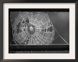 Beads of Dew Hang from the Bars of a Gate and Highlight the Web of a Spider on a Farm Near Glencoe Framed Photographic Print