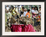 Tourists Gather to Watch Long-Tailed Macaques During an Annual Festival to Honor Them Framed Photographic Print by David Longstreath