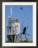 Spiders Hang from Their Web Near the Space Shuttle Atlantis Framed Photographic Print