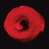 Ranunculus #7 Wall Decal Ranunculus #7 Wall Decal