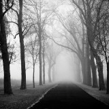 The Foggy Lane Wall Decal