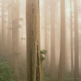 Redwoods in Fog Wall Decal