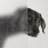Psycho Wall Decal